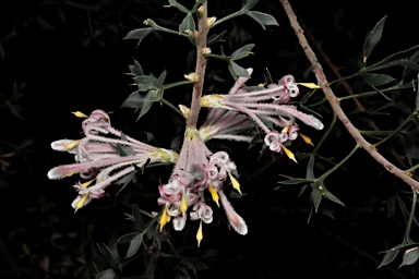 APII jpeg image of Petrophile biloba  © contact APII