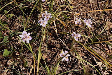 APII jpeg image of Moraea setifolia  © contact APII