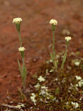 APII jpeg image of Millotia myosotidifolia  © contact APII