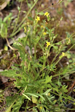 APII jpeg image of Goodenia pusilliflora  © contact APII