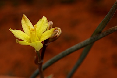 APII jpeg image of Bulbine alata  © contact APII