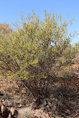 APII jpeg image of Acacia tetragonophylla  © contact APII