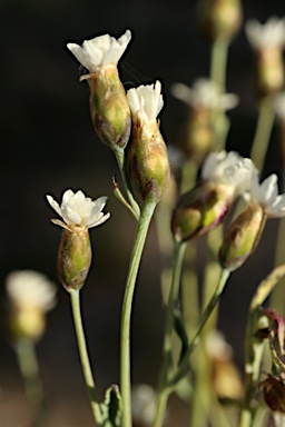 APII jpeg image of Rhodanthe stricta  © contact APII