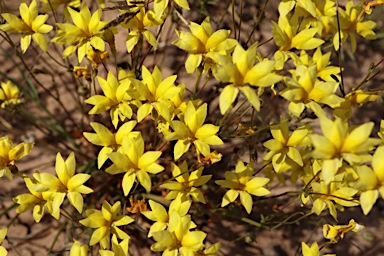 APII jpeg image of Goodenia pinnatifida  © contact APII