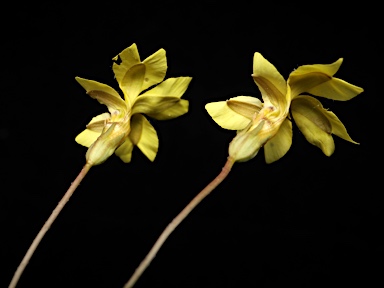 APII jpeg image of Goodenia pinnatifida  © contact APII