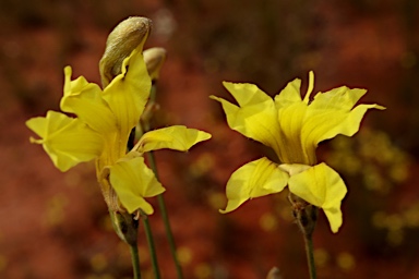 APII jpeg image of Goodenia fascicularis  © contact APII