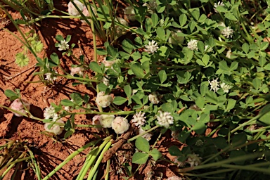 APII jpeg image of Trifolium tomentosum  © contact APII