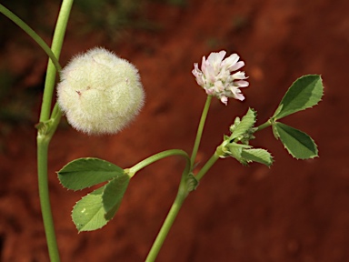 APII jpeg image of Trifolium tomentosum  © contact APII