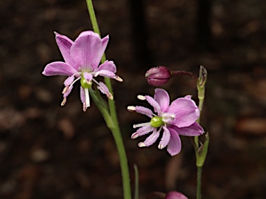 APII jpeg image of Arthropodium minus  © contact APII