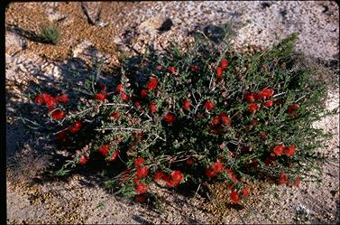 APII jpeg image of Beaufortia bracteosa  © contact APII