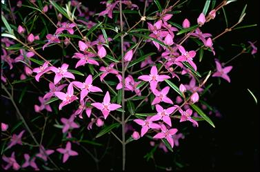 APII jpeg image of Boronia ledifolia  © contact APII