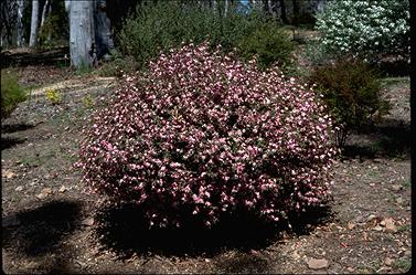 APII jpeg image of Boronia mollis 'Lorne Pride'  © contact APII