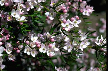 APII jpeg image of Boronia muelleri  © contact APII