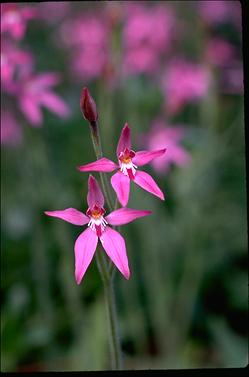 APII jpeg image of Caladenia latifolia  © contact APII