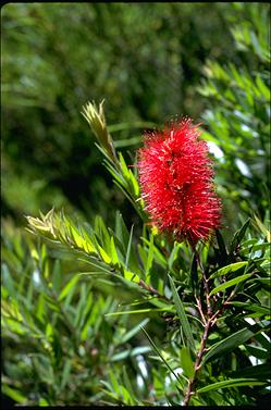 APII jpeg image of Callistemon 'Captain Cook'  © contact APII