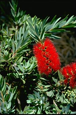 APII jpeg image of Callistemon 'Little John'  © contact APII