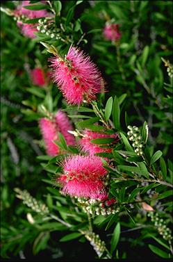 APII jpeg image of Callistemon 'Mauve Mist'  © contact APII