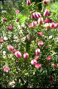 APII jpeg image of Callistemon 'Mauve Mist'  © contact APII