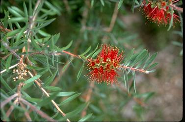 APII jpeg image of Callistemon pearsonii  © contact APII