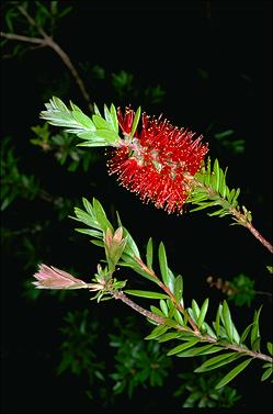 APII jpeg image of Callistemon recurvus  © contact APII