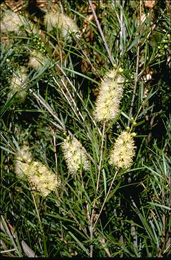 APII jpeg image of Callistemon sieberi  © contact APII