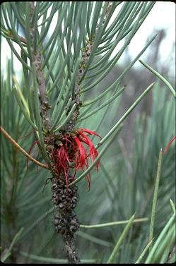 APII jpeg image of Calothamnus tuberosus  © contact APII