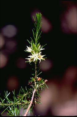 APII jpeg image of Calytrix brownii  © contact APII