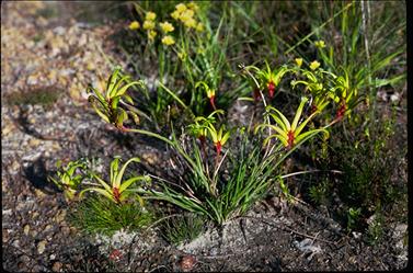 APII jpeg image of Anigozanthos bicolor  © contact APII