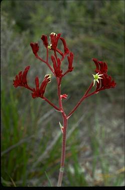 APII jpeg image of Anigozanthos rufus  © contact APII