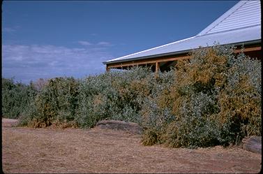 APII jpeg image of Atriplex nummularia  © contact APII