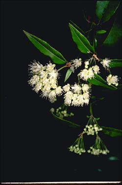 APII jpeg image of Backhousia citriodora  © contact APII