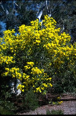 APII jpeg image of Acacia pycnantha  © contact APII