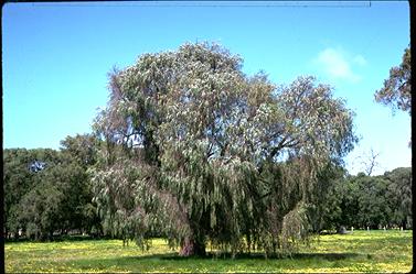 APII jpeg image of Agonis flexuosa  © contact APII