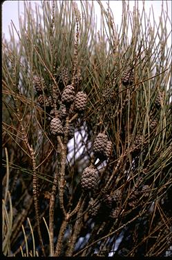 APII jpeg image of Allocasuarina distyla  © contact APII