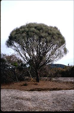 APII jpeg image of Allocasuarina distyla  © contact APII