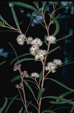 APII jpeg image of Eucalyptus approximans subsp. approximans  © contact APII