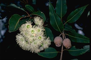 APII jpeg image of Corymbia calophylla  © contact APII