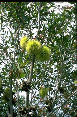 APII jpeg image of Eucalyptus lehmannii  © contact APII