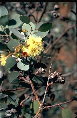 APII jpeg image of Eucalyptus orbifolia  © contact APII