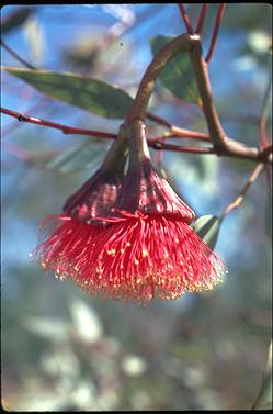 APII jpeg image of Eucalyptus pyriformis  © contact APII