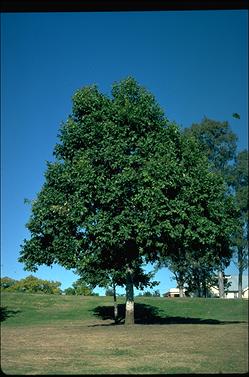 APII jpeg image of Corymbia torelliana  © contact APII