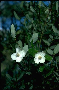 APII jpeg image of Eucryphia lucida  © contact APII