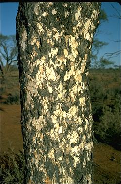 APII jpeg image of Flindersia maculosa  © contact APII