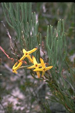 APII jpeg image of Franklandia fucifolia  © contact APII