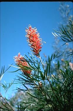 APII jpeg image of Grevillea 'Majesty'  © contact APII