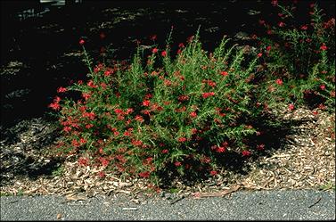 APII jpeg image of Grevillea 'Scarlet Sprite'  © contact APII