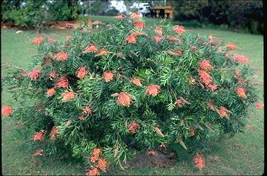 APII jpeg image of Grevillea 'Superb'  © contact APII