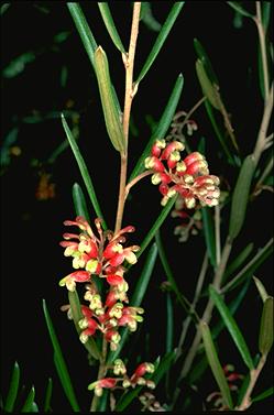 APII jpeg image of Grevillea aspera  © contact APII