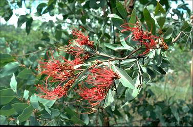 APII jpeg image of Grevillea decora  © contact APII