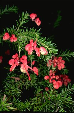 APII jpeg image of Grevillea lanigera f. Bittangabee  © contact APII